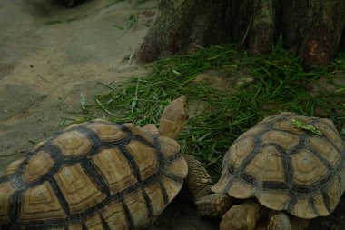 Kaplumbağalar ve günlük aktiviteler