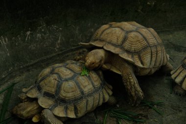 Kaplumbağalar ve günlük aktiviteler