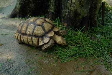 Kaplumbağalar ve günlük aktiviteler