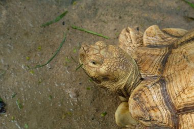 Kaplumbağalar ve günlük aktiviteler