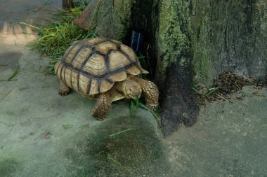 Kaplumbağalar ve günlük aktiviteler