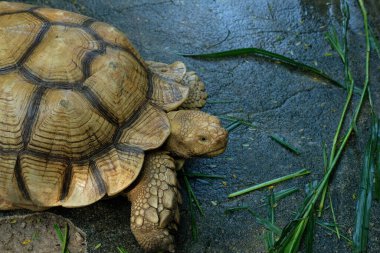 Kaplumbağalar ve günlük aktiviteler