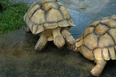 Kaplumbağalar ve günlük aktiviteler