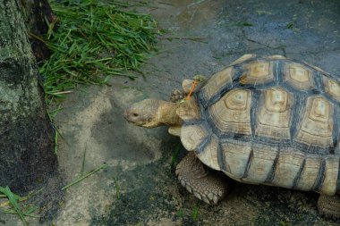 Kaplumbağalar ve günlük aktiviteler