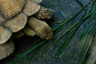 Kaplumbağalar ve günlük aktiviteler