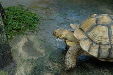 Kaplumbağalar ve günlük aktiviteler
