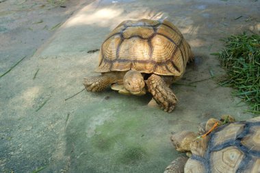 Kaplumbağalar ve günlük aktiviteler