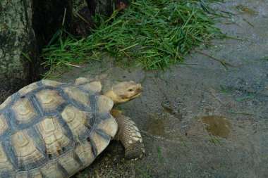 Kaplumbağalar ve günlük aktiviteler