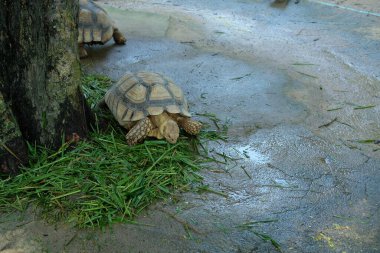 Kaplumbağalar ve günlük aktiviteler