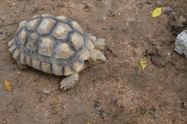 Kaplumbağalar ve günlük aktiviteler