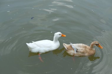 Ördekler, kazlar ve günlük aktiviteleri