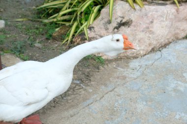 Ördekler, kazlar ve günlük aktiviteleri