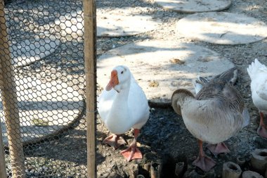 Ördekler, kazlar ve günlük aktiviteleri