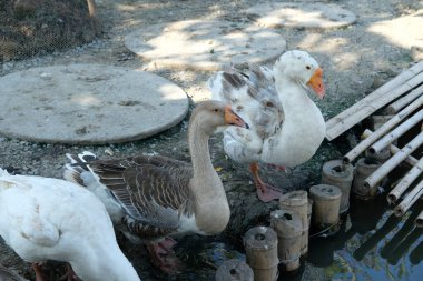 Ördekler, kazlar ve günlük aktiviteleri