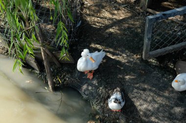 Ördekler, kazlar ve günlük aktiviteleri