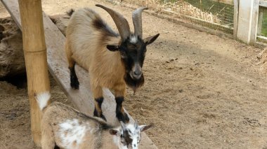 Keçiler ve günlük aktiviteler
