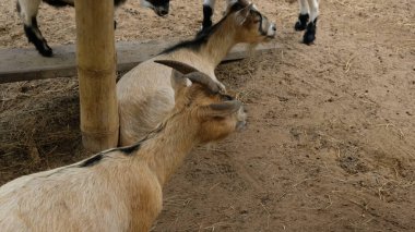 Keçiler ve günlük aktiviteler