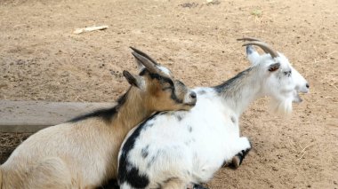 Goats and daily activities clipart