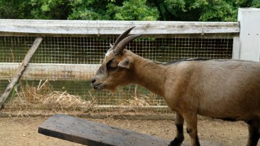 Keçiler ve günlük aktiviteler
