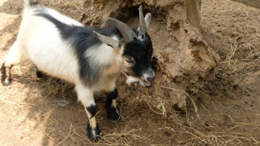 Goats and daily activities clipart