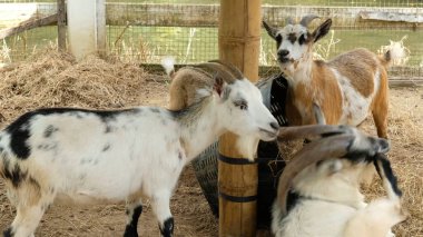 Keçiler ve günlük aktiviteler