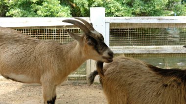 Keçiler ve günlük aktiviteler