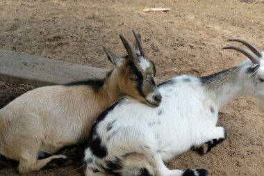 Keçiler ve günlük aktiviteler