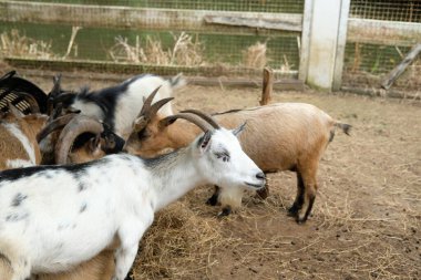 Keçiler ve günlük aktiviteler