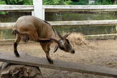 Keçiler ve günlük aktiviteler