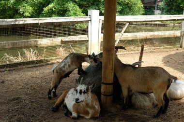 Keçiler ve günlük aktiviteler
