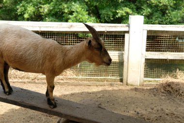 Keçiler ve günlük aktiviteler