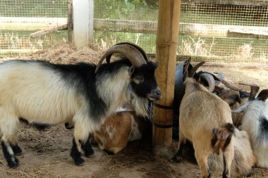 Keçiler ve günlük aktiviteler