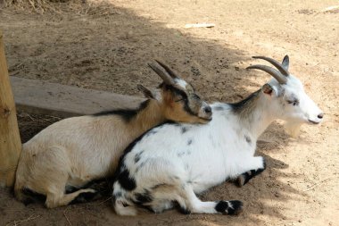 Goats and daily activities clipart