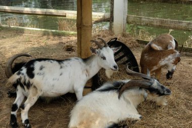 Keçiler ve günlük aktiviteler