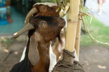 Keçiler ve günlük aktiviteler
