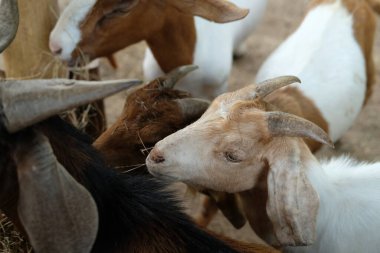 Keçiler ve günlük aktiviteler