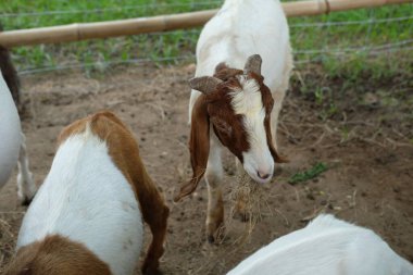 Keçiler ve günlük aktiviteler