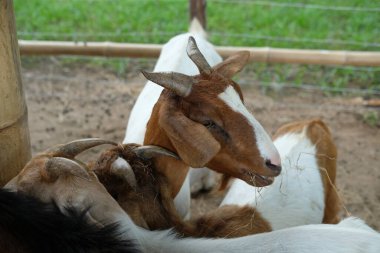Keçiler ve günlük aktiviteler