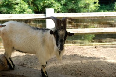 Keçiler ve günlük aktiviteler