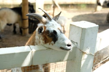 Keçiler ve günlük aktiviteler