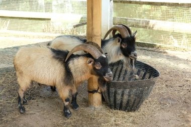 Keçiler ve günlük aktiviteler