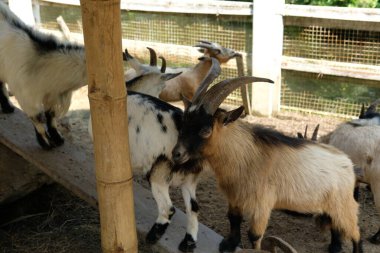 Keçiler ve günlük aktiviteler