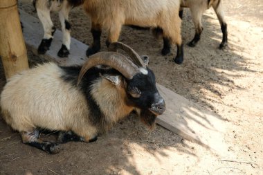Keçiler ve günlük aktiviteler