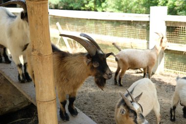 Keçiler ve günlük aktiviteler