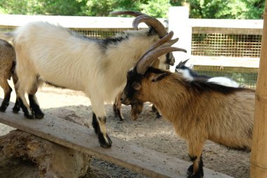 Keçiler ve günlük aktiviteler