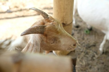 Keçiler ve günlük aktiviteler