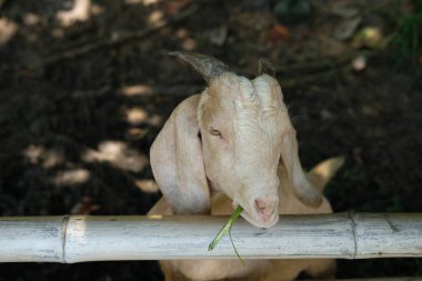 Keçiler ve günlük aktiviteler