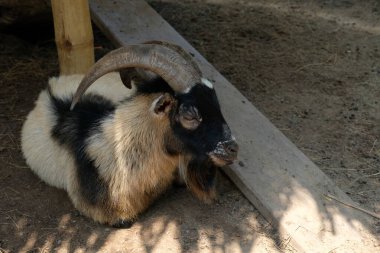 Keçiler ve günlük aktiviteler
