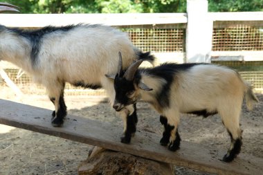 Keçiler ve günlük aktiviteler