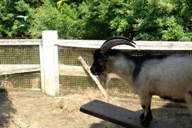 Keçiler ve günlük aktiviteler